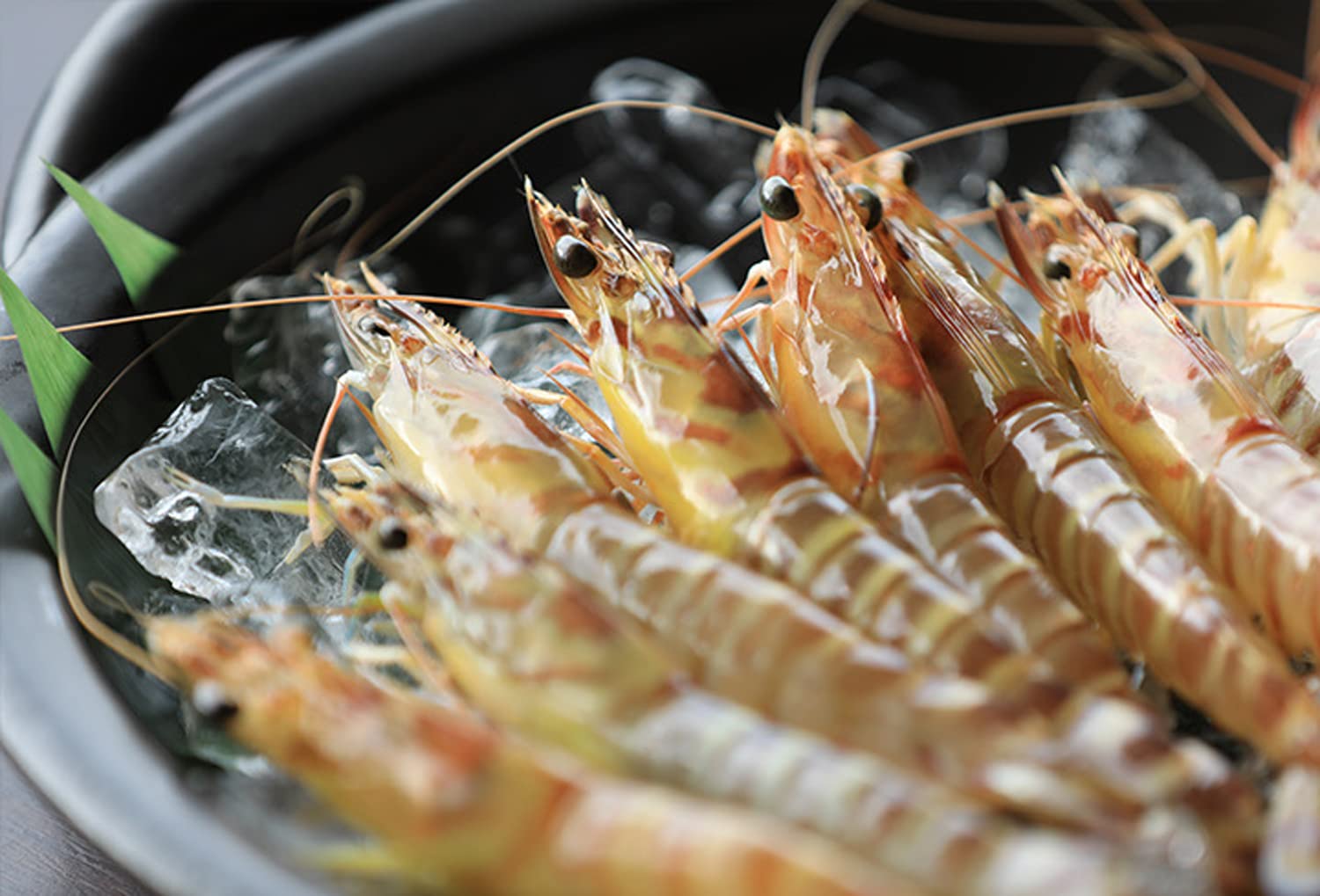 Amazon.co.jp: Kuruma Shrimp Ochugen 